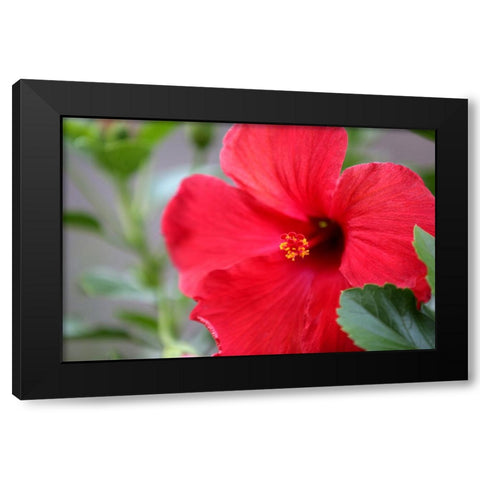 Red Hibiscus Black Modern Wood Framed Art Print by Putman, Tammy
