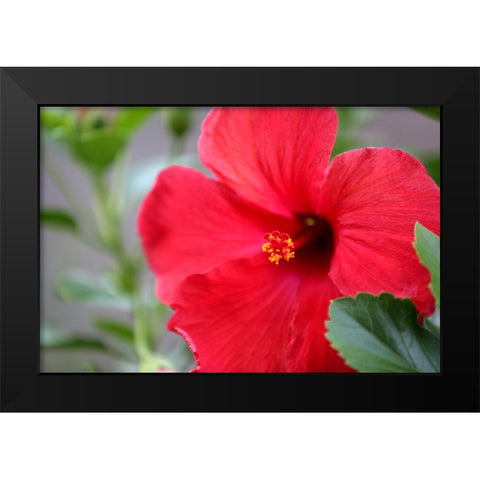 Red Hibiscus Black Modern Wood Framed Art Print by Putman, Tammy