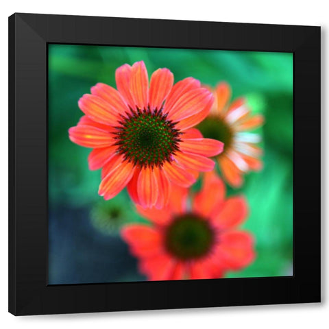 Red Daisies II Black Modern Wood Framed Art Print by Putman, Tammy
