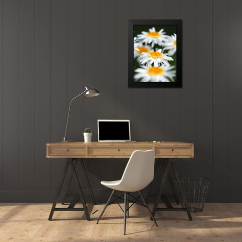 White Daisies Black Modern Wood Framed Art Print by Putman, Tammy