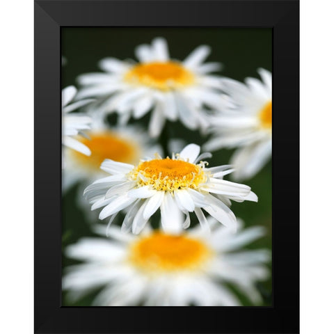 White Daisies Black Modern Wood Framed Art Print by Putman, Tammy