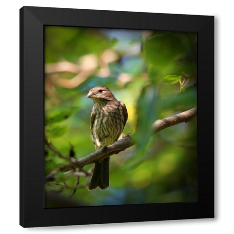 Finch Black Modern Wood Framed Art Print with Double Matting by Putman, Tammy