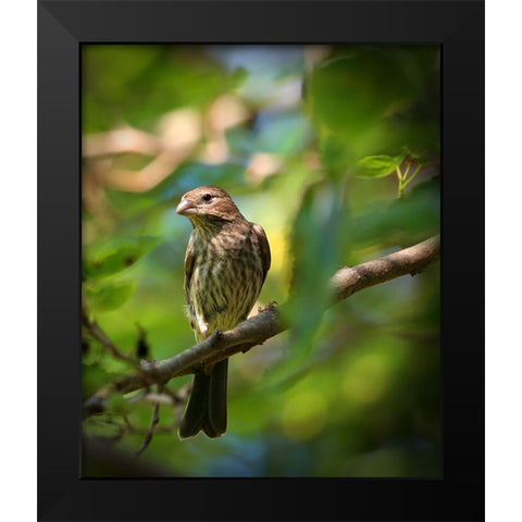 Finch Black Modern Wood Framed Art Print by Putman, Tammy