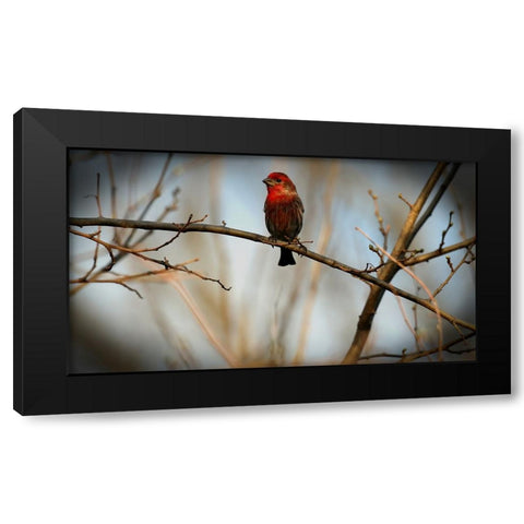 House Finch Black Modern Wood Framed Art Print with Double Matting by Putman, Tammy