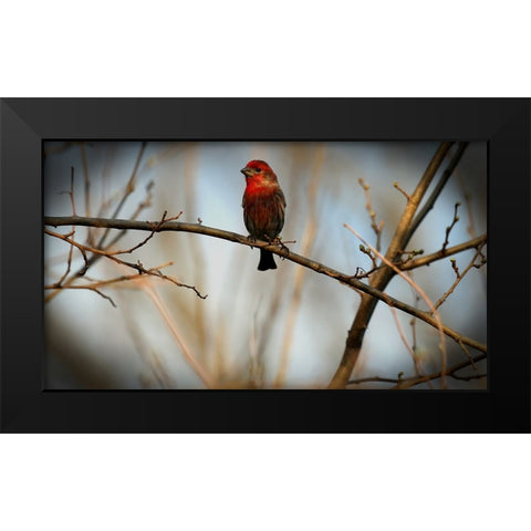 House Finch Black Modern Wood Framed Art Print by Putman, Tammy