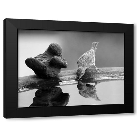 Finch II Black Modern Wood Framed Art Print with Double Matting by Putman, Tammy