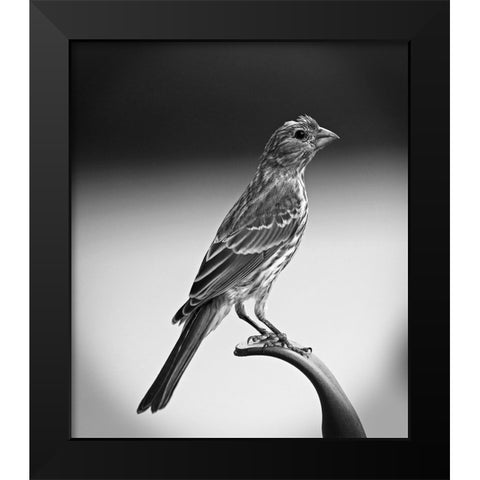 Finch III Black Modern Wood Framed Art Print by Putman, Tammy