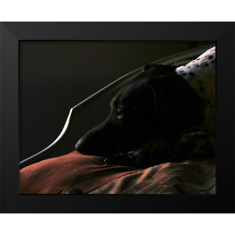 German Shorthaired Pointer Black Modern Wood Framed Art Print by Putman, Tammy