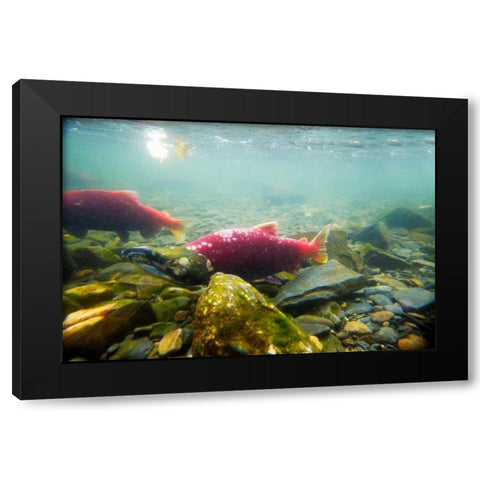 Sockeye Salmon I Black Modern Wood Framed Art Print with Double Matting by Stefko, Bob