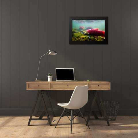Sockeye Salmon II Black Modern Wood Framed Art Print by Stefko, Bob