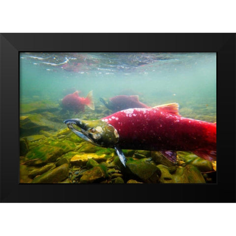 Sockeye Salmon II Black Modern Wood Framed Art Print by Stefko, Bob