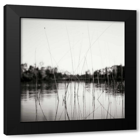 Water Grass Black Modern Wood Framed Art Print with Double Matting by Stefko, Bob