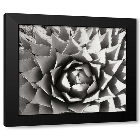 Agave I Black Modern Wood Framed Art Print by Stefko, Bob