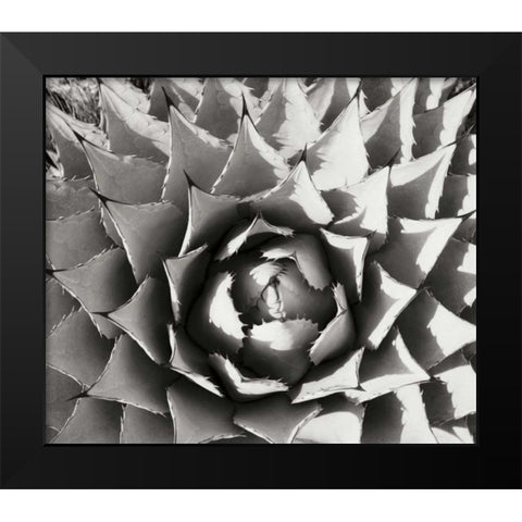 Agave I Black Modern Wood Framed Art Print by Stefko, Bob