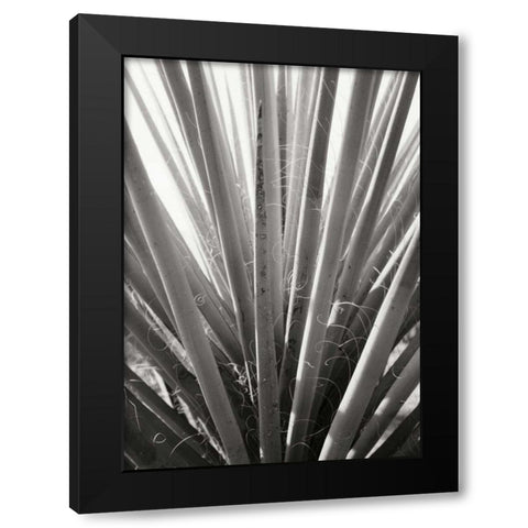 Torrey Yucca Black Modern Wood Framed Art Print by Stefko, Bob