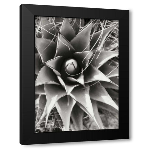 Agave Lechuguilla Black Modern Wood Framed Art Print by Stefko, Bob