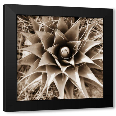 Desert Plants I Black Modern Wood Framed Art Print by Stefko, Bob