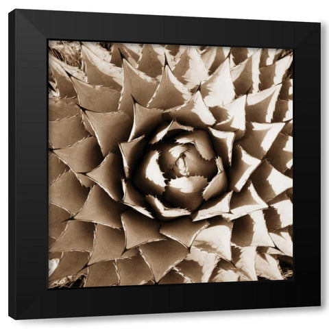 Desert Plants II Black Modern Wood Framed Art Print by Stefko, Bob
