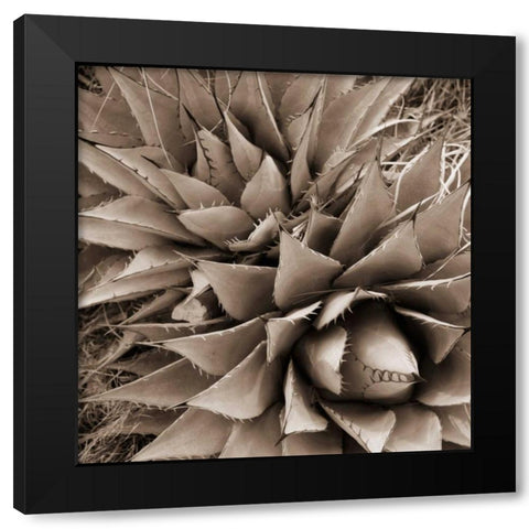 Desert Plants III Black Modern Wood Framed Art Print by Stefko, Bob