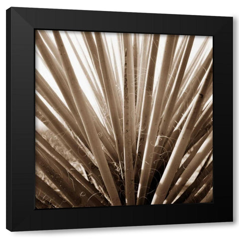 Desert Plants IV Black Modern Wood Framed Art Print by Stefko, Bob