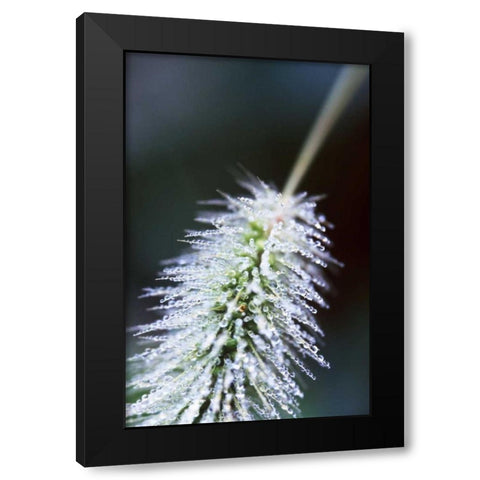 Fountain Grass I Black Modern Wood Framed Art Print by Stefko, Bob