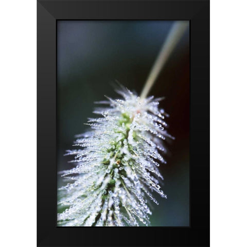 Fountain Grass I Black Modern Wood Framed Art Print by Stefko, Bob