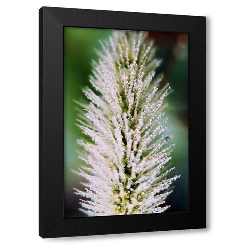 Fountain Grass II Black Modern Wood Framed Art Print by Stefko, Bob