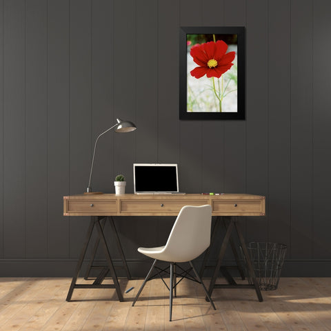 Red Cosmos I Black Modern Wood Framed Art Print by Stefko, Bob