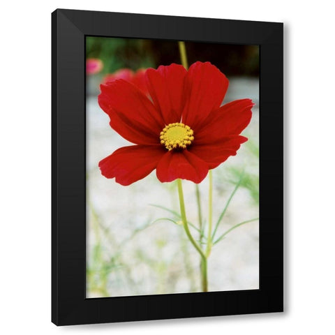 Red Cosmos I Black Modern Wood Framed Art Print by Stefko, Bob