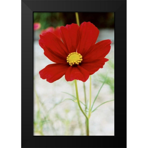 Red Cosmos I Black Modern Wood Framed Art Print by Stefko, Bob