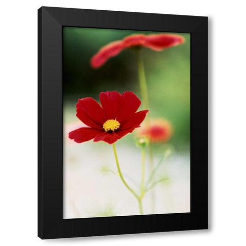 Red Cosmos II Black Modern Wood Framed Art Print with Double Matting by Stefko, Bob