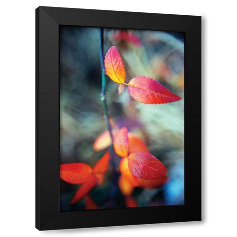 Fall Leaves I Black Modern Wood Framed Art Print by Stefko, Bob