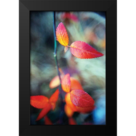 Fall Leaves I Black Modern Wood Framed Art Print by Stefko, Bob