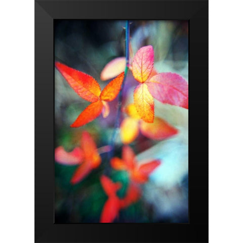Fall Leaves II Black Modern Wood Framed Art Print by Stefko, Bob