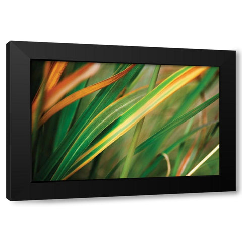Grass in Fall I Black Modern Wood Framed Art Print by Stefko, Bob