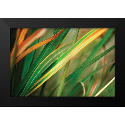 Grass in Fall I Black Modern Wood Framed Art Print by Stefko, Bob