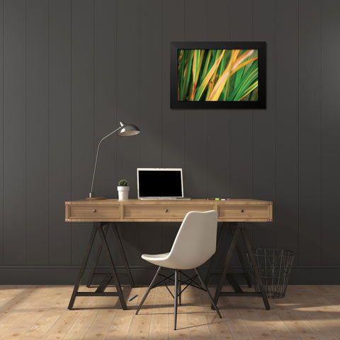 Grass in Fall II Black Modern Wood Framed Art Print by Stefko, Bob