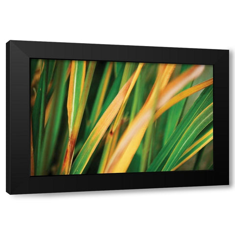Grass in Fall II Black Modern Wood Framed Art Print with Double Matting by Stefko, Bob