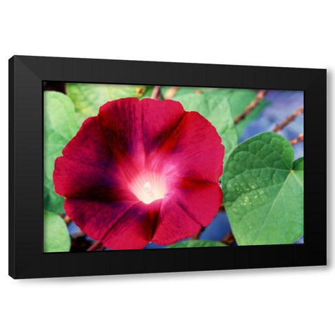 Morning Glory II Black Modern Wood Framed Art Print by Stefko, Bob