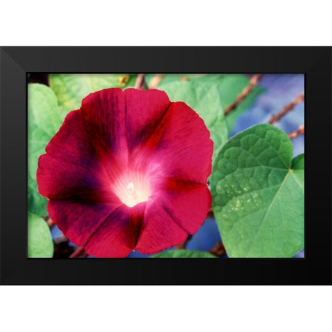 Morning Glory II Black Modern Wood Framed Art Print by Stefko, Bob