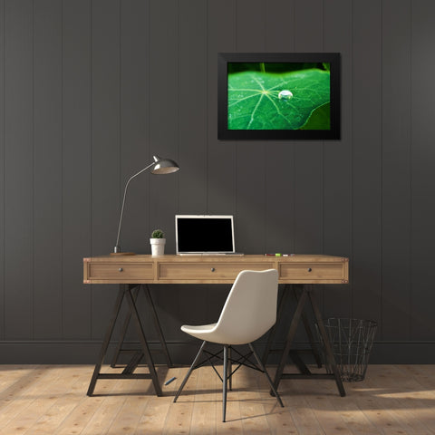 A Single Drop I Black Modern Wood Framed Art Print by Stefko, Bob