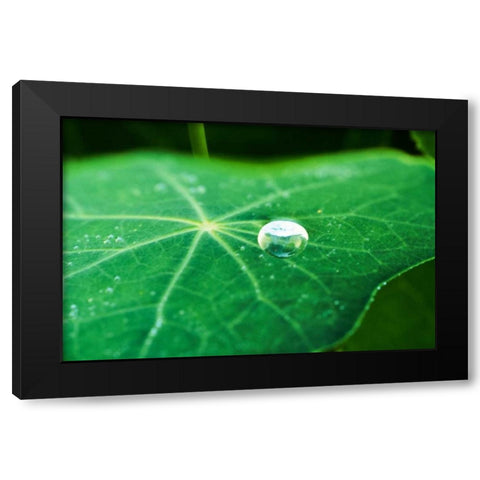 A Single Drop I Black Modern Wood Framed Art Print by Stefko, Bob