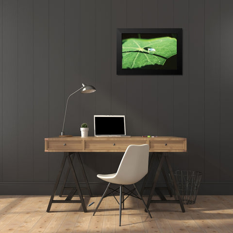 A Single Drop II Black Modern Wood Framed Art Print by Stefko, Bob