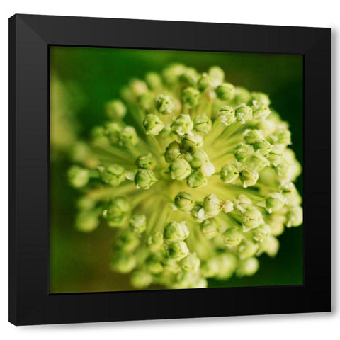 Allium Black Modern Wood Framed Art Print by Stefko, Bob