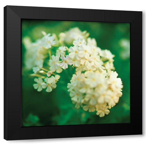 Chinese Snowball Black Modern Wood Framed Art Print by Stefko, Bob