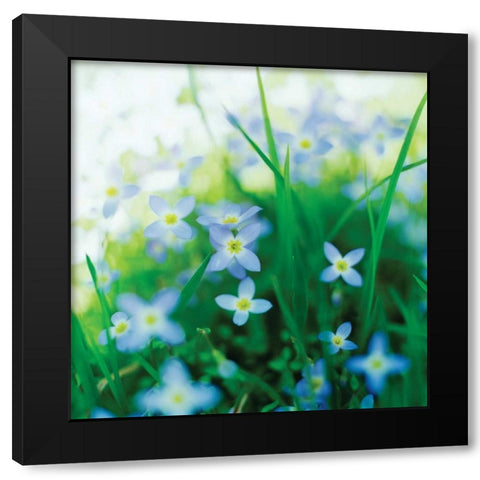 Blooms in Spring I Black Modern Wood Framed Art Print with Double Matting by Stefko, Bob