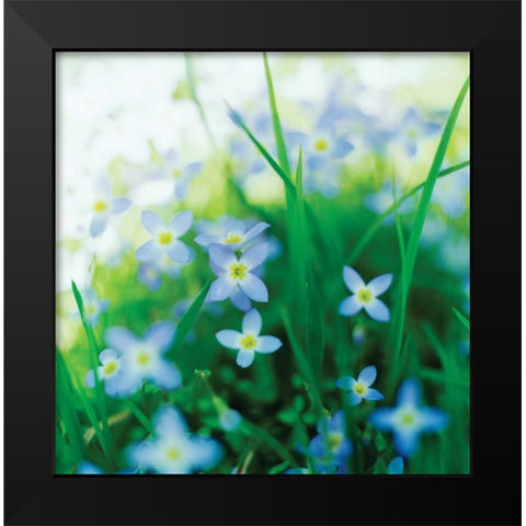 Blooms in Spring I Black Modern Wood Framed Art Print by Stefko, Bob