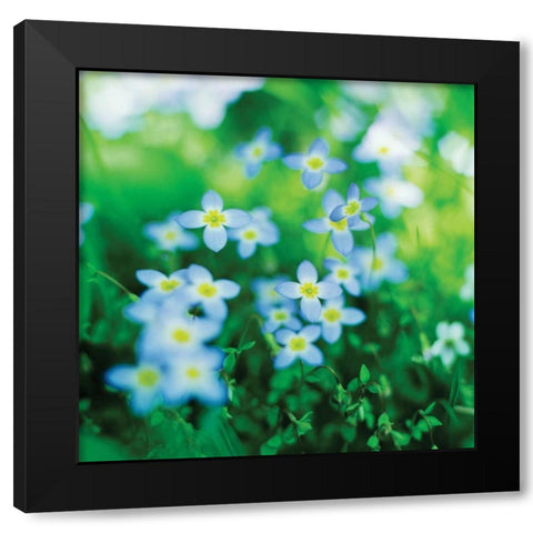 Blooms in Spring II Black Modern Wood Framed Art Print with Double Matting by Stefko, Bob