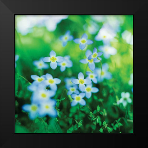 Blooms in Spring II Black Modern Wood Framed Art Print by Stefko, Bob