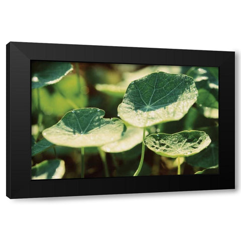 Nasturtium Leaves Black Modern Wood Framed Art Print by Stefko, Bob